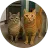 Photo de Sylvia, Yohan, Maël et Loris, humains de Minette et Voyou